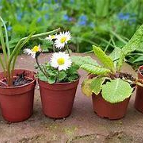 Pflanzentauschbörse